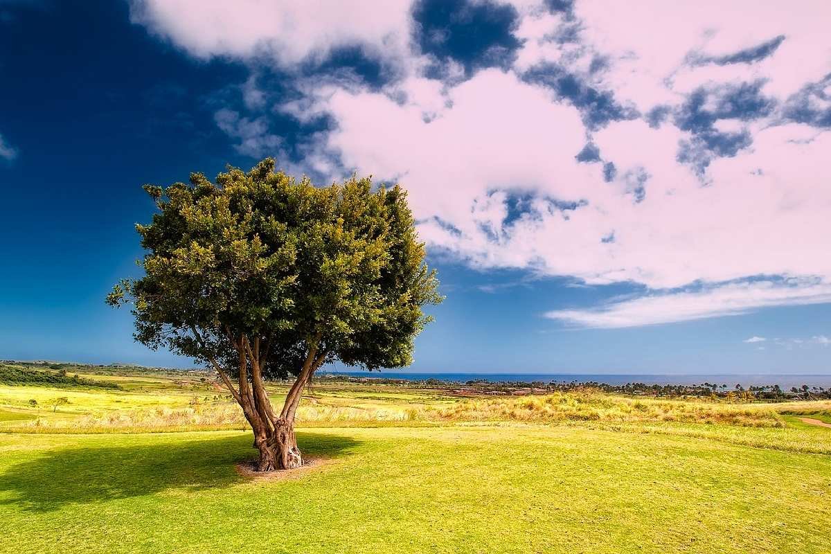 landscape-scenic-tree