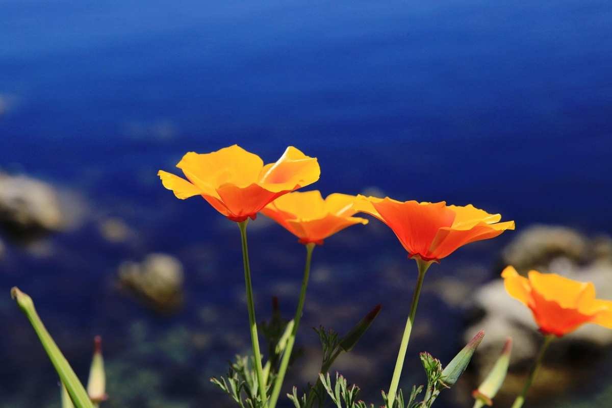 poppy-orange-bloom-wild