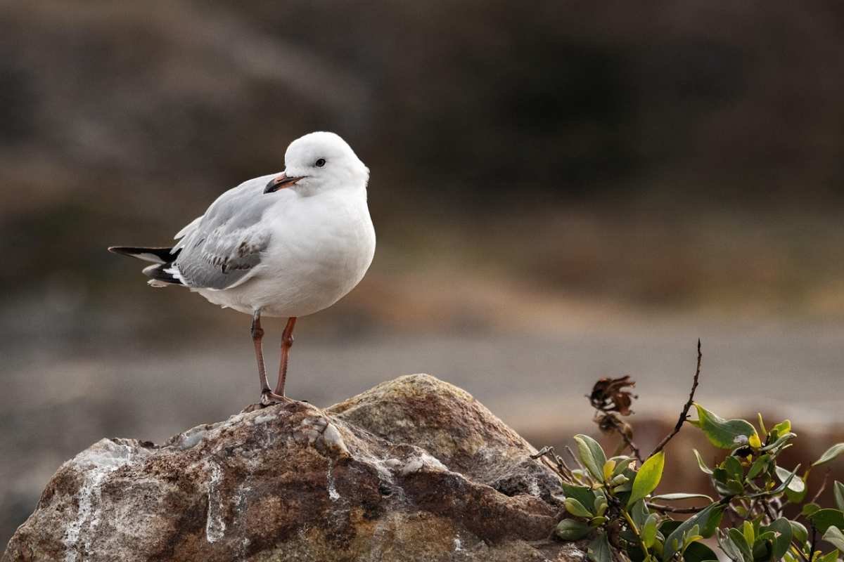 seagull-bird-perched-animal