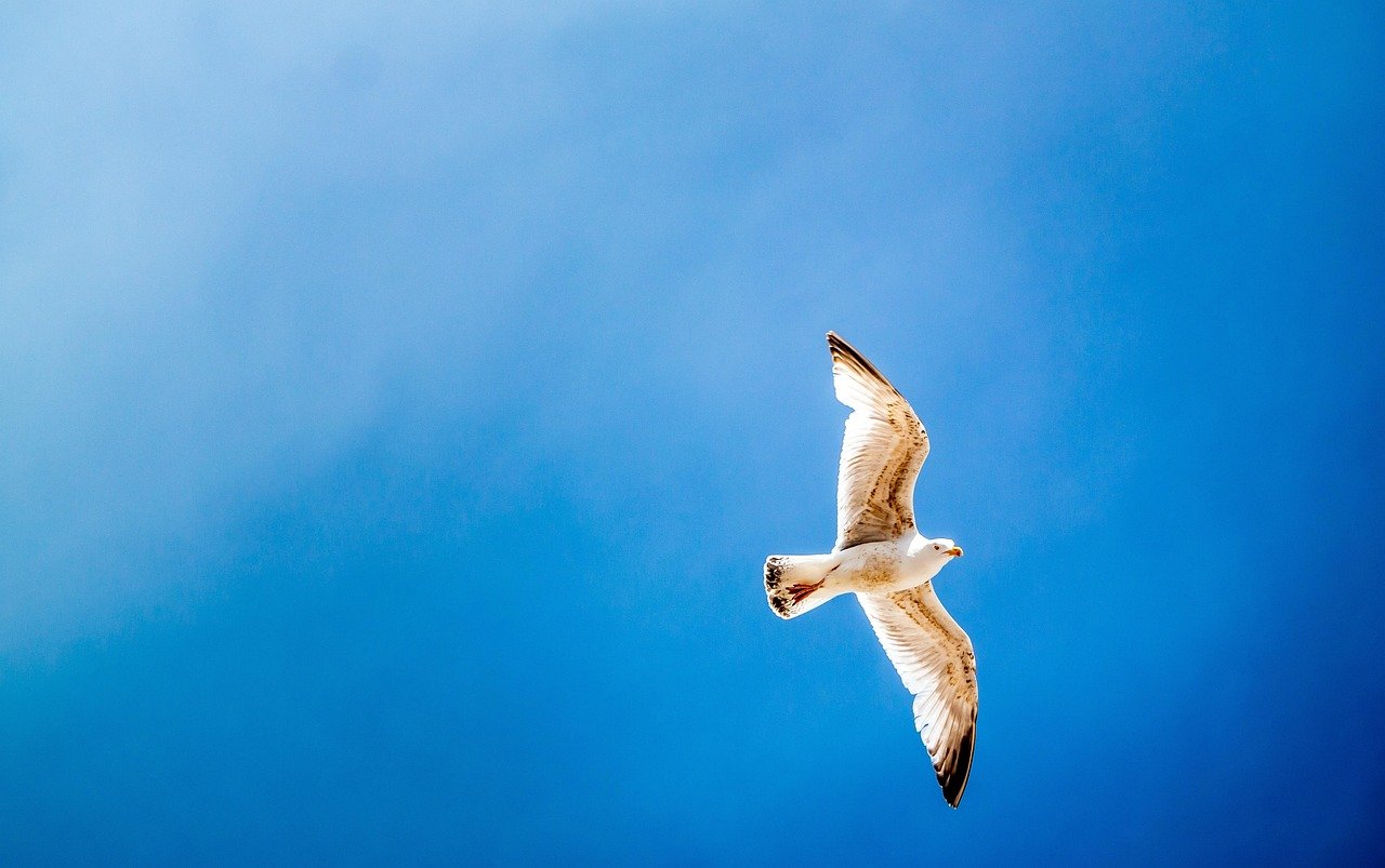 sky-bird-gull-seagull