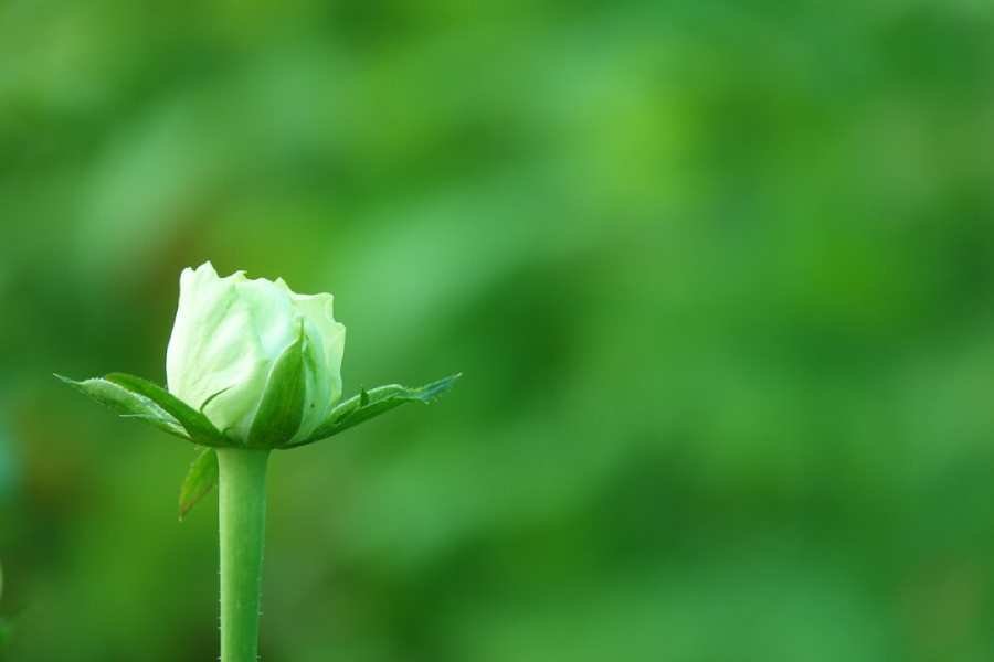white-flower-with-blurred-background