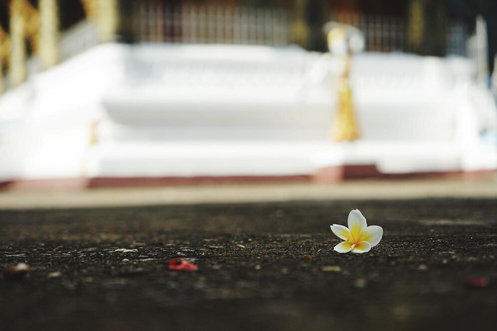 white-flowering-plant